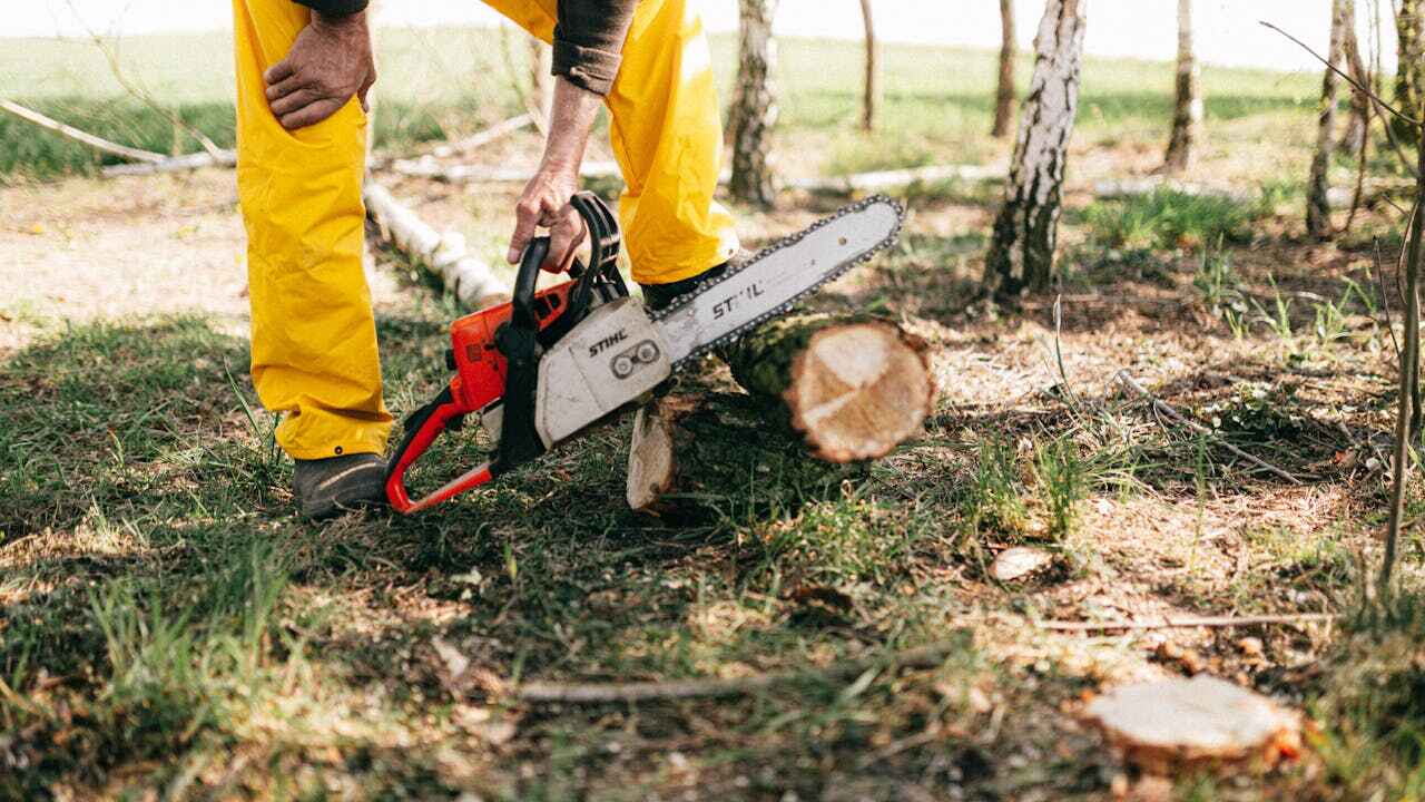 The Steps Involved in Our Tree Care Process in Republic, PA